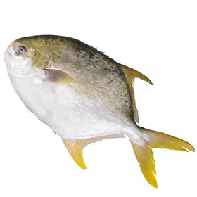 【11.9元/条】金鲳鱼（约500克左右）（1501501）