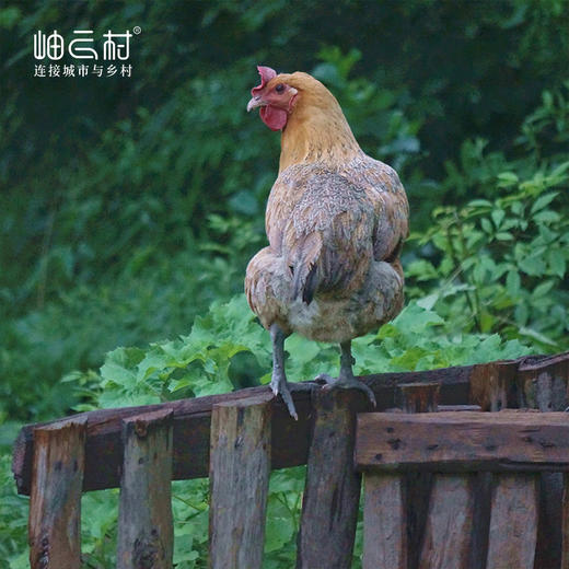 岫云村丨三年时光鸡 商品图0