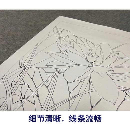 【有步骤、大彩图】李晓明工笔画白描底稿《荷韵》荷花初学者临摹花鸟线稿KE17 商品图4