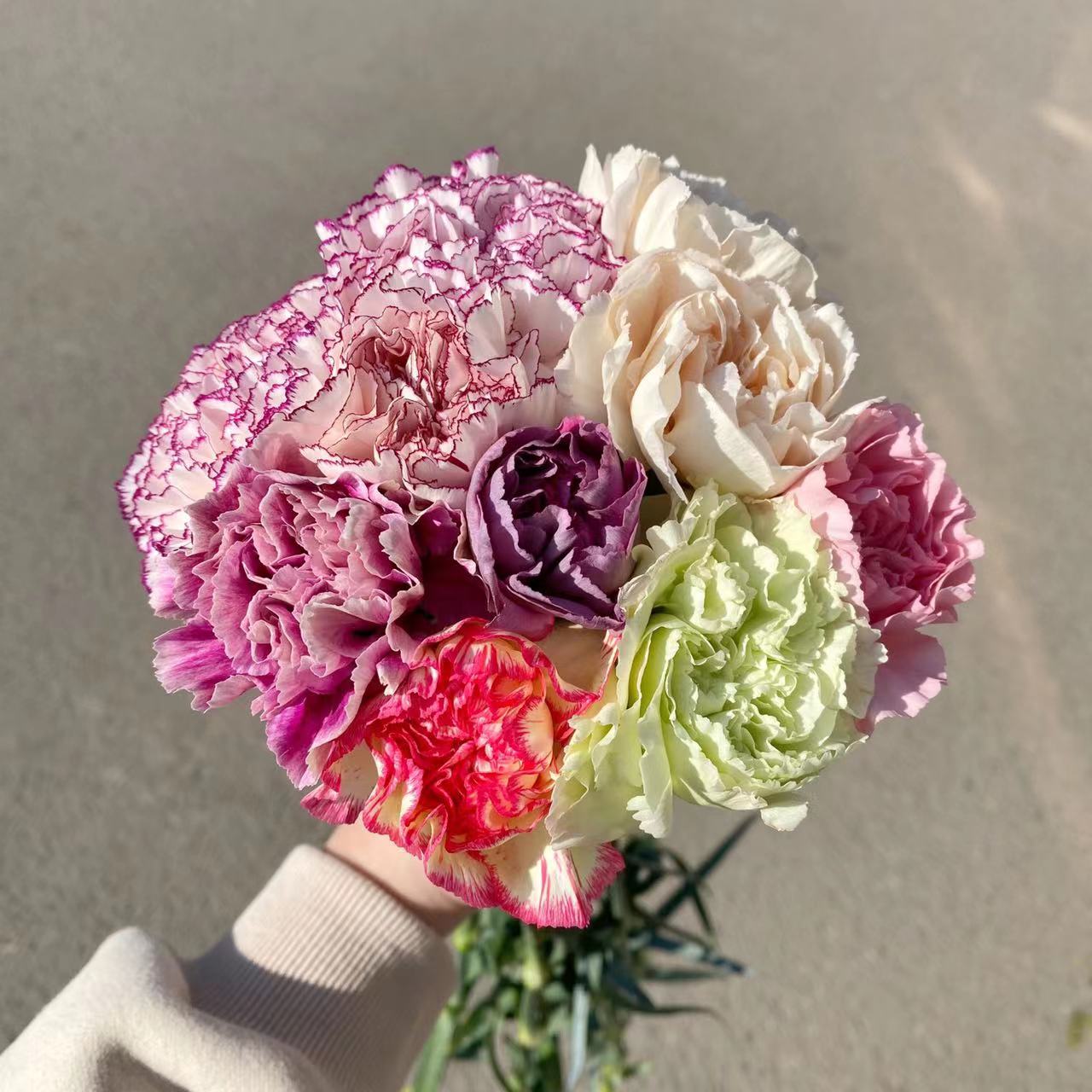 哥伦比亚-【5-7色混色康乃馨】