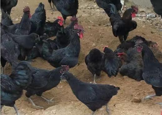 江山正宗农家 纯散养五黑鸡  农村月子鸡  冰鲜发货 商品图1