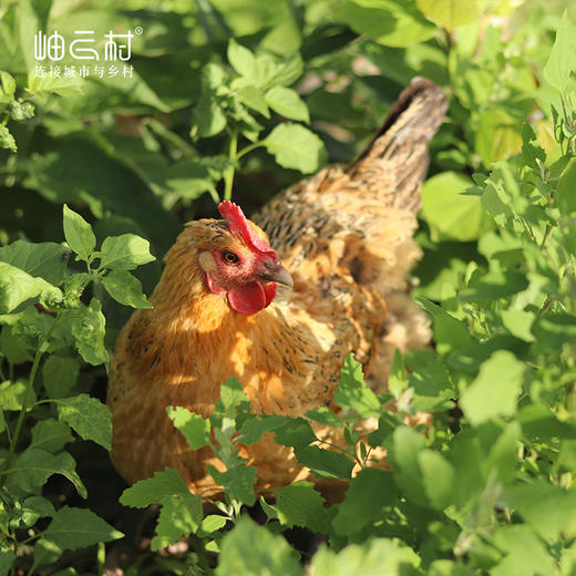 【李大爷家专场】岫云村丨两年时光鸡 商品图0