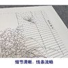 【有步骤、大彩图】李晓明工笔画白描底稿小品《兰花虎斑蝶》KG12 商品缩略图4