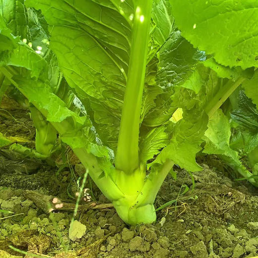 农家芥菜笋农户程九荣规格可选