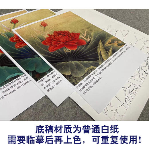 【有步骤、大彩图】李晓明工笔画白描底稿《别样红》荷花初学者临摹花鸟线稿KE15 商品图3