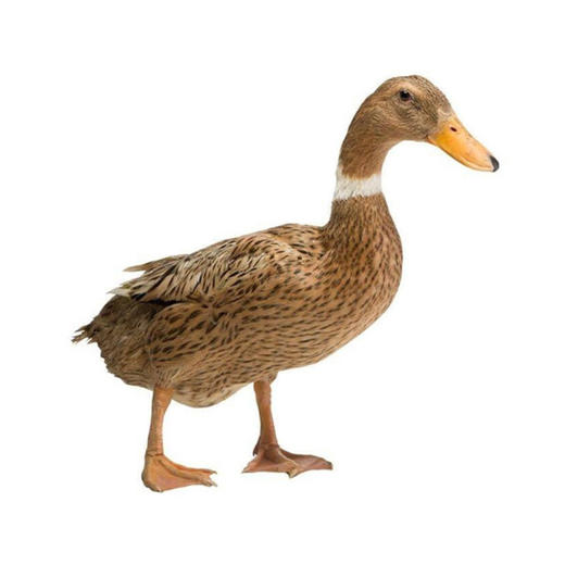 活鸭【宰杀】【1.6kg—1.7kg】 商品图0