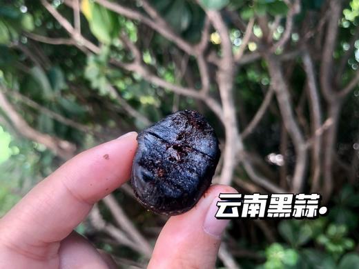 黑蒜头独头蒜零食特级正宗即食零食黑大蒜发酵蒜2罐起售 商品图5