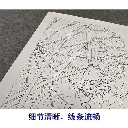 【有步骤、大彩图】李晓明工笔画白描底稿小品《亘古》荷花初学者临摹花鸟线稿KE16 商品图4