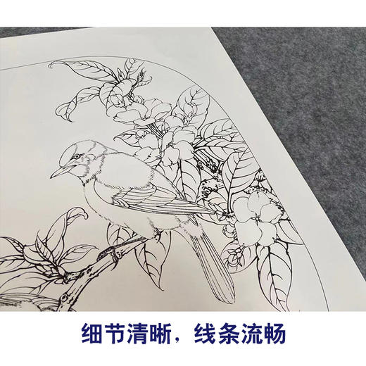 【有步骤、大彩图】工笔画白描底稿小品《海棠白头》花鸟线稿KG09 商品图4