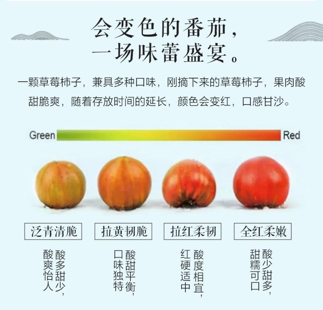 有机种植云阳蜜草莓番茄 4.8斤装