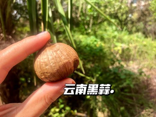 黑蒜头独头蒜零食特级正宗即食零食黑大蒜发酵蒜2罐起售 商品图3