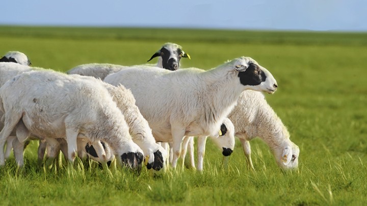 【内蒙直发】锡林郭勒草原散养羔羊 羊排/羊前腿2.