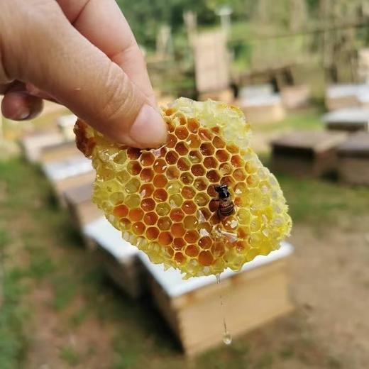 丰硒农业-兴国县天然乌桕蜜500g*2 商品图2