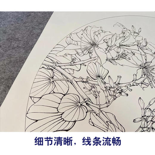 【有步骤、大彩图】工笔画白描底稿《凤蝶紫荆花》花鸟线稿KG05 商品图4