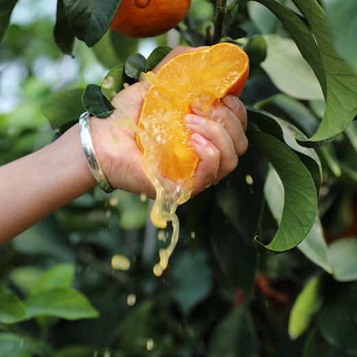 浙江象山  红美人果汁柑橘  Q弹似果冻  汁水丰富无比 商品图7