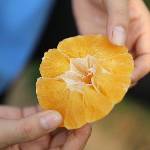 浙江象山  红美人果汁柑橘  Q弹似果冻  汁水丰富无比 商品图6