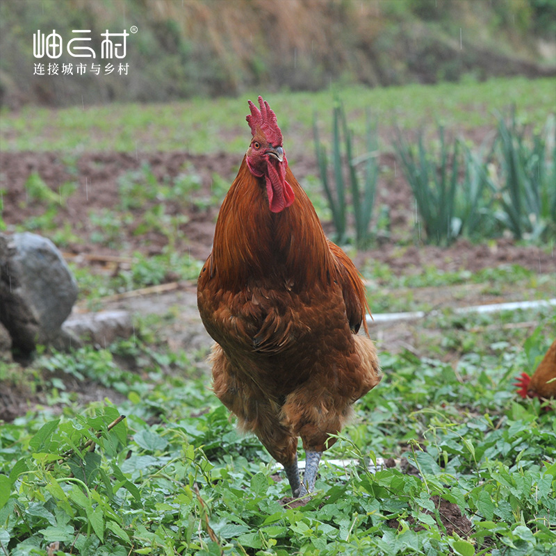 【拍完只有等预售】岫云村丨时光鸡（大公鸡）