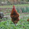 【拍完只有等预售】岫云村丨时光鸡（大公鸡） 商品缩略图0