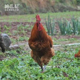 【拍完只有等预售】岫云村丨时光鸡（大公鸡）