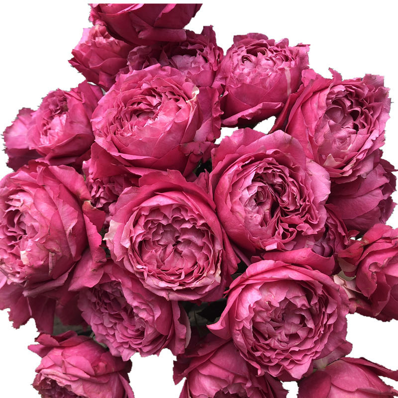 肯尼亚玫瑰|julieta cerise樱桃红朱丽叶塔 5支【不包邮】