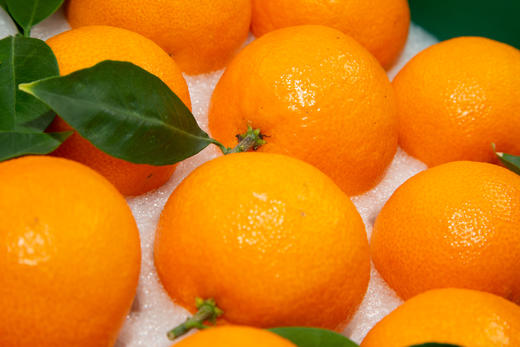 柑橘届的“爱马仕”象山红美人净重5斤 味道甘甜汁水丰盈 顺丰包邮 商品图5