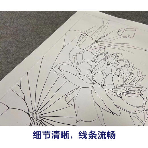 【有步骤、大彩图】李晓明工笔画白描底稿《别样红》荷花初学者临摹花鸟线稿KE15 商品图4