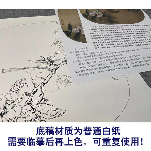 【有步骤、大彩图】工笔画白描底稿小品《海棠白头》花鸟线稿KG09 商品图3