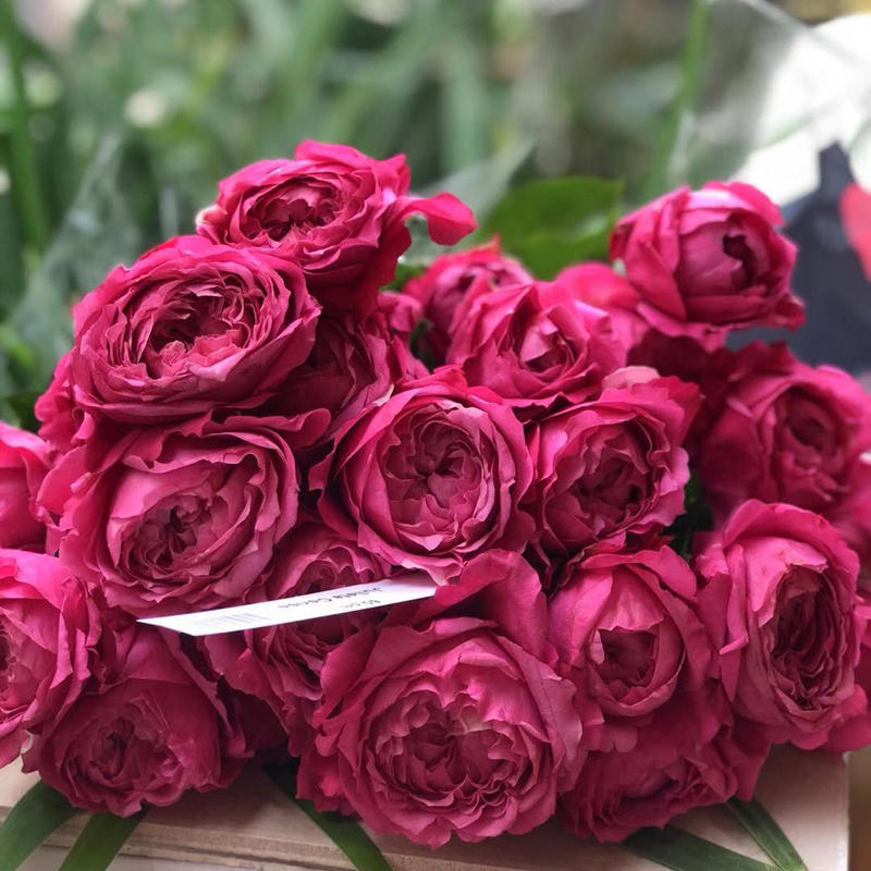 肯尼亚玫瑰|julieta cerise樱桃红朱丽叶塔 5支【不包邮】