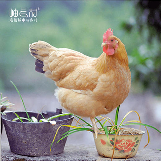 【散养土鸡养满一年】岫云村丨一年时光鸡 商品图0