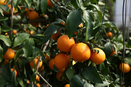 浙江象山  红美人果汁柑橘  Q弹似果冻  汁水丰富无比 商品图8