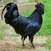 江山正宗农家 纯散养五黑鸡  农村月子鸡  冰鲜发货 商品缩略图2
