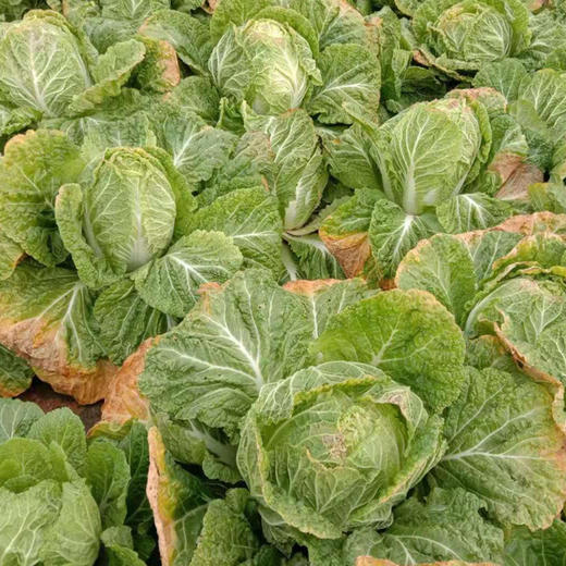 下单后48小时发货山东大白菜帮薄脆嫩鲜甜水润4斤装