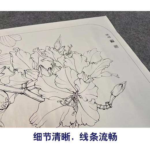 【有步骤、大彩图】工笔画白描底稿《粉紫荆》紫荆花花鸟线稿KG04 商品图4