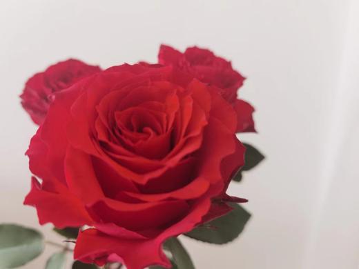 【周四秒杀】A级珍爱玫瑰10支69.8元 商品图1