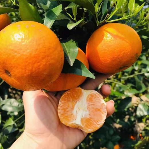 广西武鸣沃柑（产地直发） 商品图1