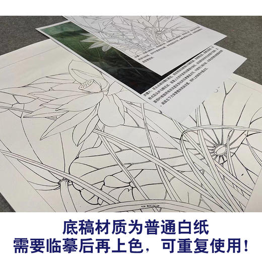 【有步骤、大彩图】李晓明工笔画白描底稿《荷韵》荷花初学者临摹花鸟线稿KE17 商品图3