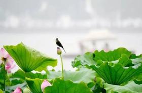 小暑，三伏养生的开始，有几点不可不知！