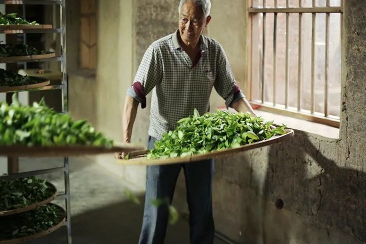 传承·漳平水仙 沉入茶汤的"走水香,如兰似桂,一口惊艳