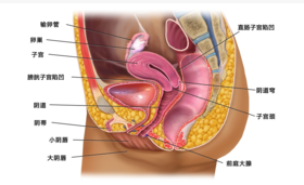 为啥每次来月经前总便秘？