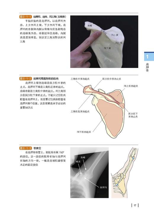 功能解剖触诊技术上肢 第2版 林典雄 编著 常见疾病特征评估方法 触诊实操图准确定位超声解剖 北京科学技术出版社9787571418380 商品图4