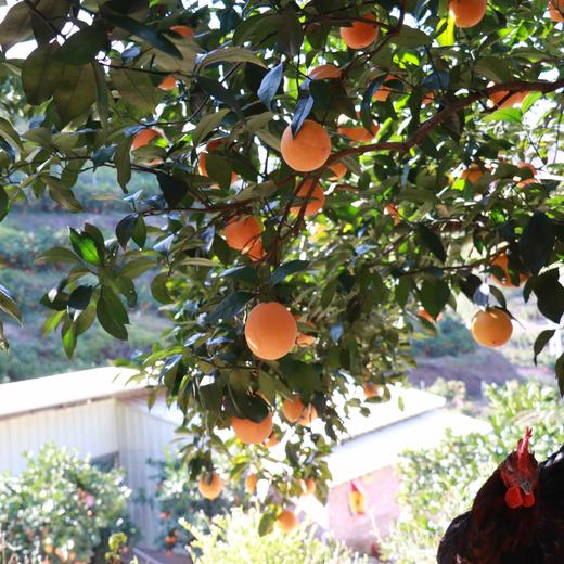 【有机认证】赣南老树脐橙  3公斤/5公斤/10公斤 商品图6