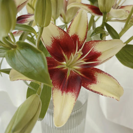 【水墨柔情亚百合】10-12朵/份  买2份减20元 每一片花瓣都张扬着个性 
 无香味（本次销售为多头百合） 商品图7