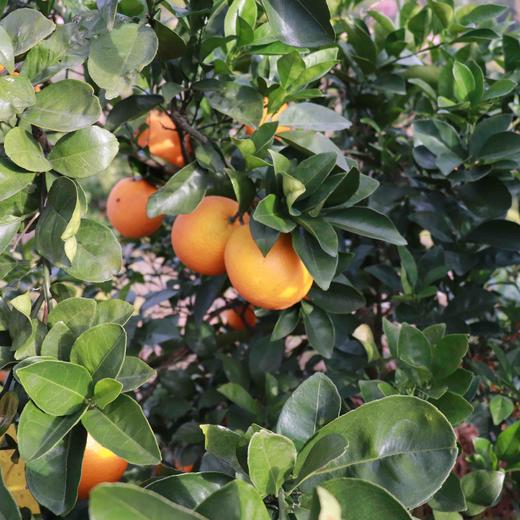 【有机认证】赣南老树脐橙  3公斤/5公斤/10公斤 商品图9