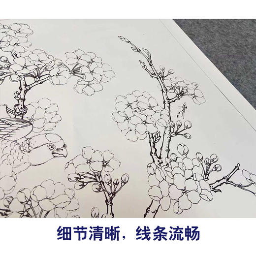 【有步骤、大彩图】李晓明工笔画白描底稿斗方小品《宋人梨花鹦鹉》花鸟线稿KG21 商品图4