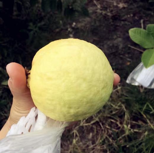 【黄金奶油芭乐】软糯香甜、香气迷人、口感类似榴莲中的猫山、可香可糯可甜 商品图5