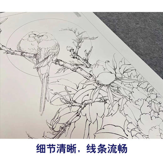【有步骤、大彩图】李晓明竖幅工笔花鸟画白描底稿《牡丹鹦鹉图》多种白描尺寸可选KG16 商品图4