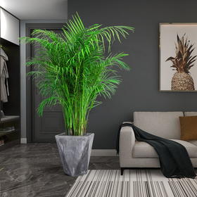 推荐6种适合放在沙发旁边的大型绿植，高级感满满！