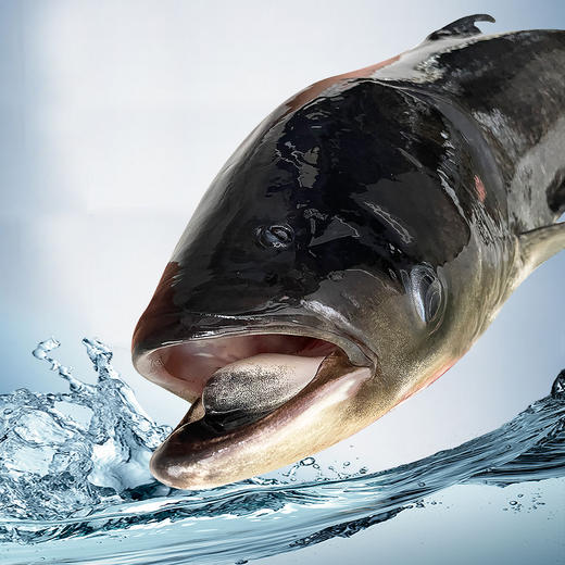 包邮到家！千岛湖鲢鳙（九斤左右）巨网捕鱼 鲜活捕捞 商品图1