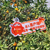 【仅69元抢10斤礼品大果】赣南脐橙礼盒装 商品缩略图4