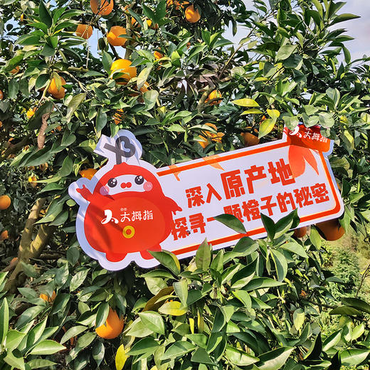 【仅69元抢10斤礼品大果】赣南脐橙礼盒装 商品图4